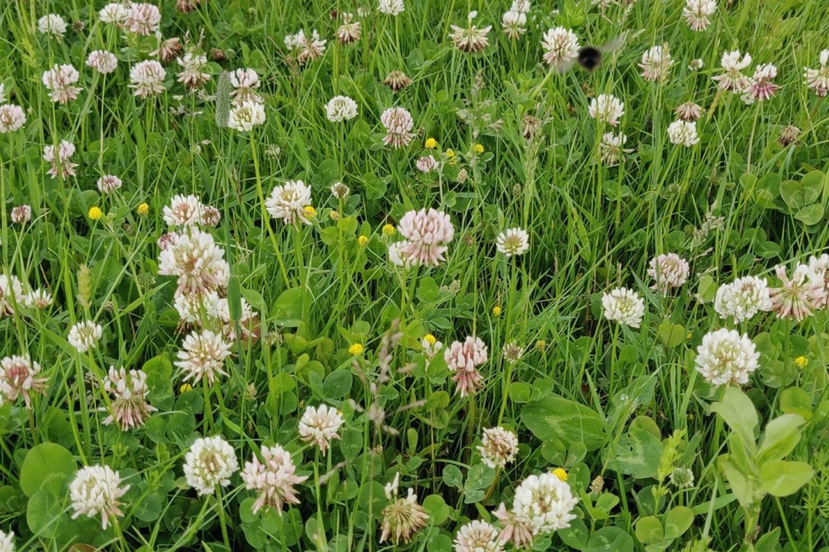 Species Rich Lawn WildflowerMat Premium Topsoil Supplies